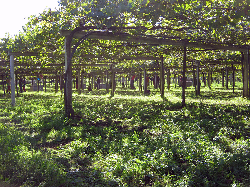 Martín Códax: vinos de viñedo