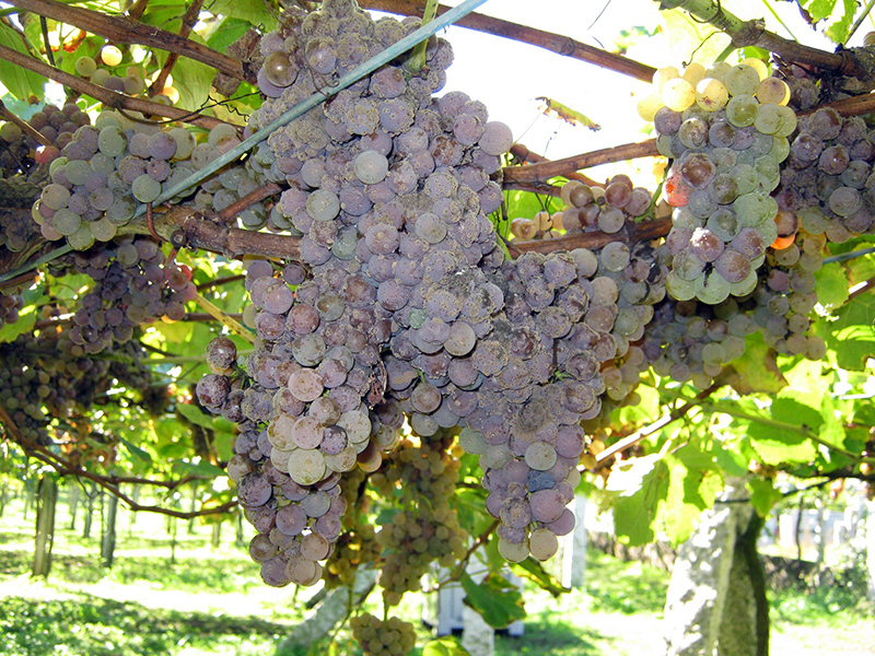 artín Códax: vinos de viñedo