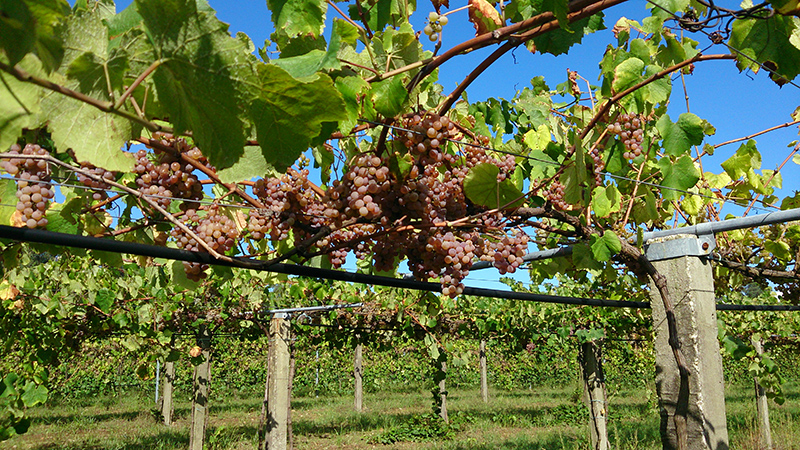 artín Códax: vinos de viñedo