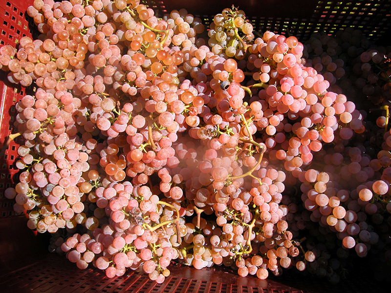 Uvas rosadas de albariño destinadas al Martín Códax Vindel