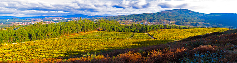 Martín Códax: vinos de viñedo