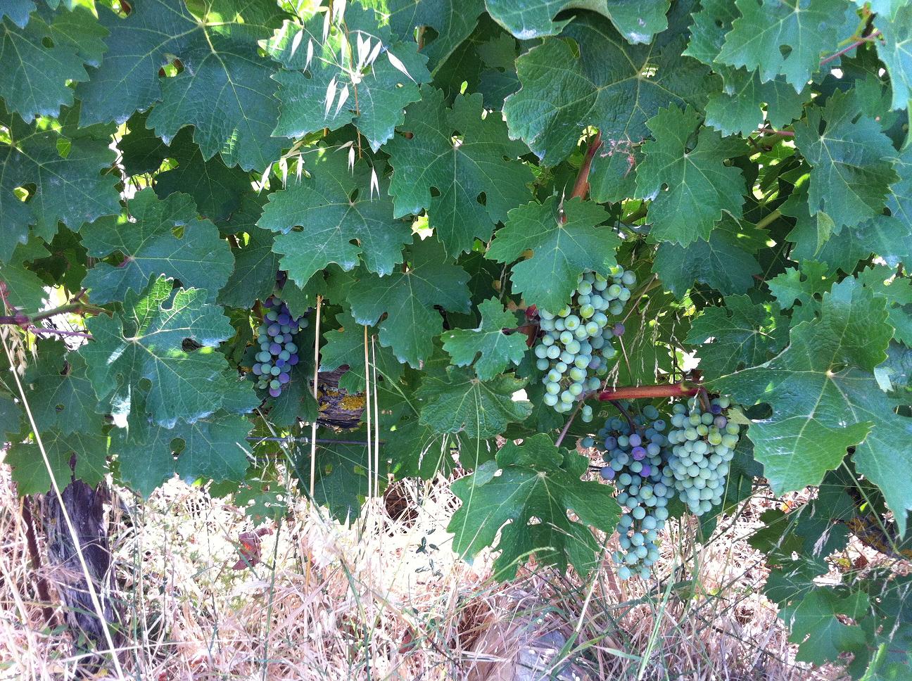 Cabernet en inicio del envero