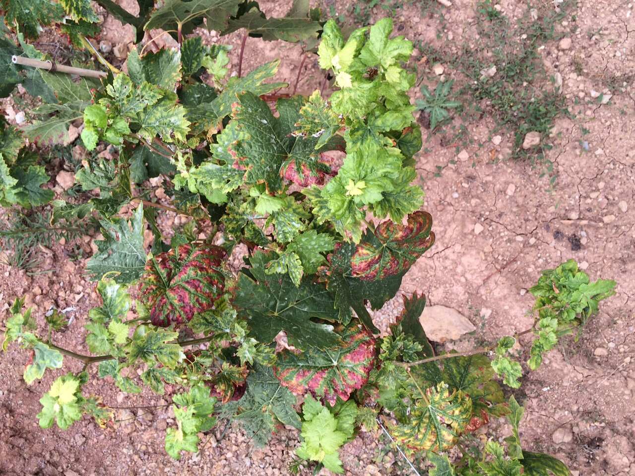 Esta planta lleva afectada casi desde el principio...