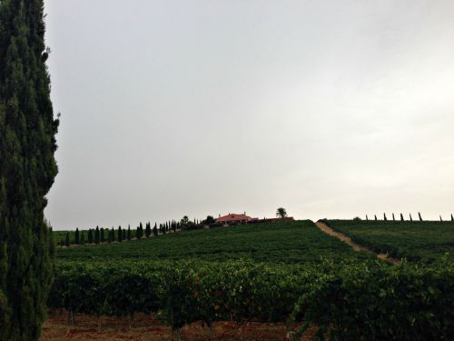 Iniciando la subida hacia la Bodega Luis Pérez