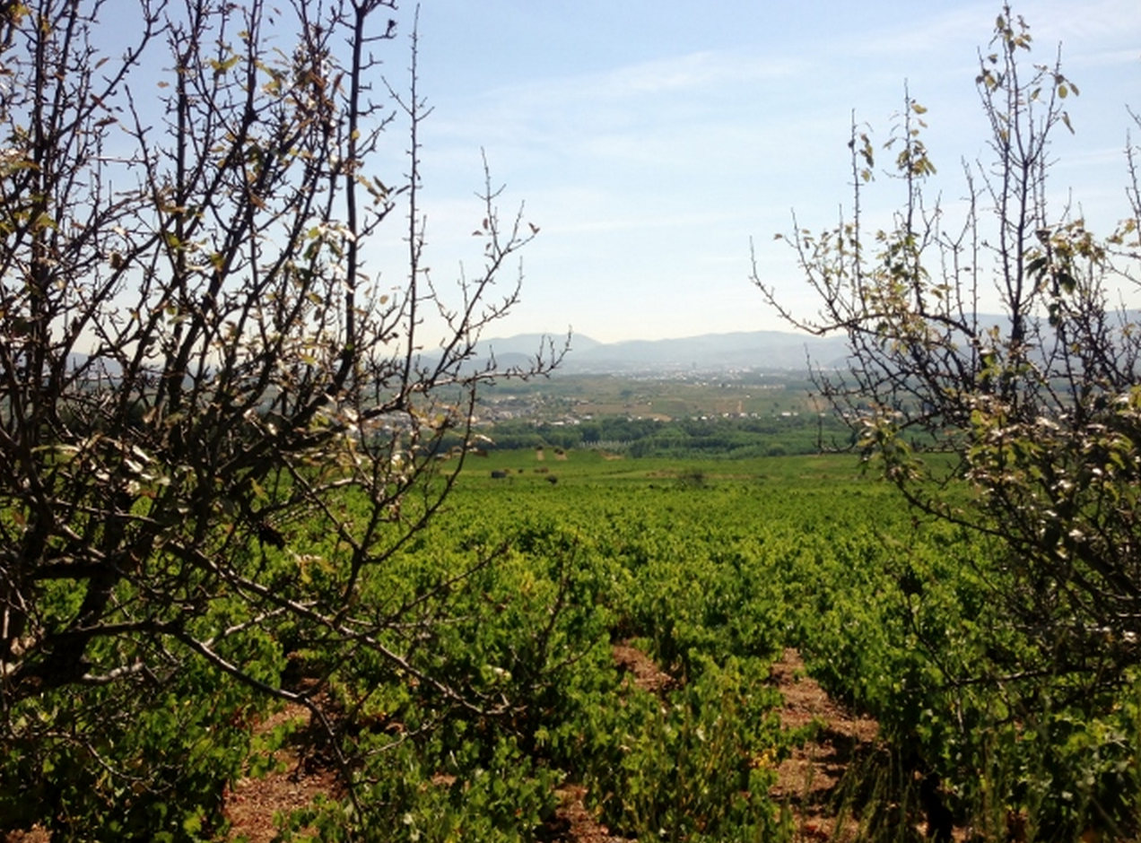 Viñedo de Peique en el Bierzo