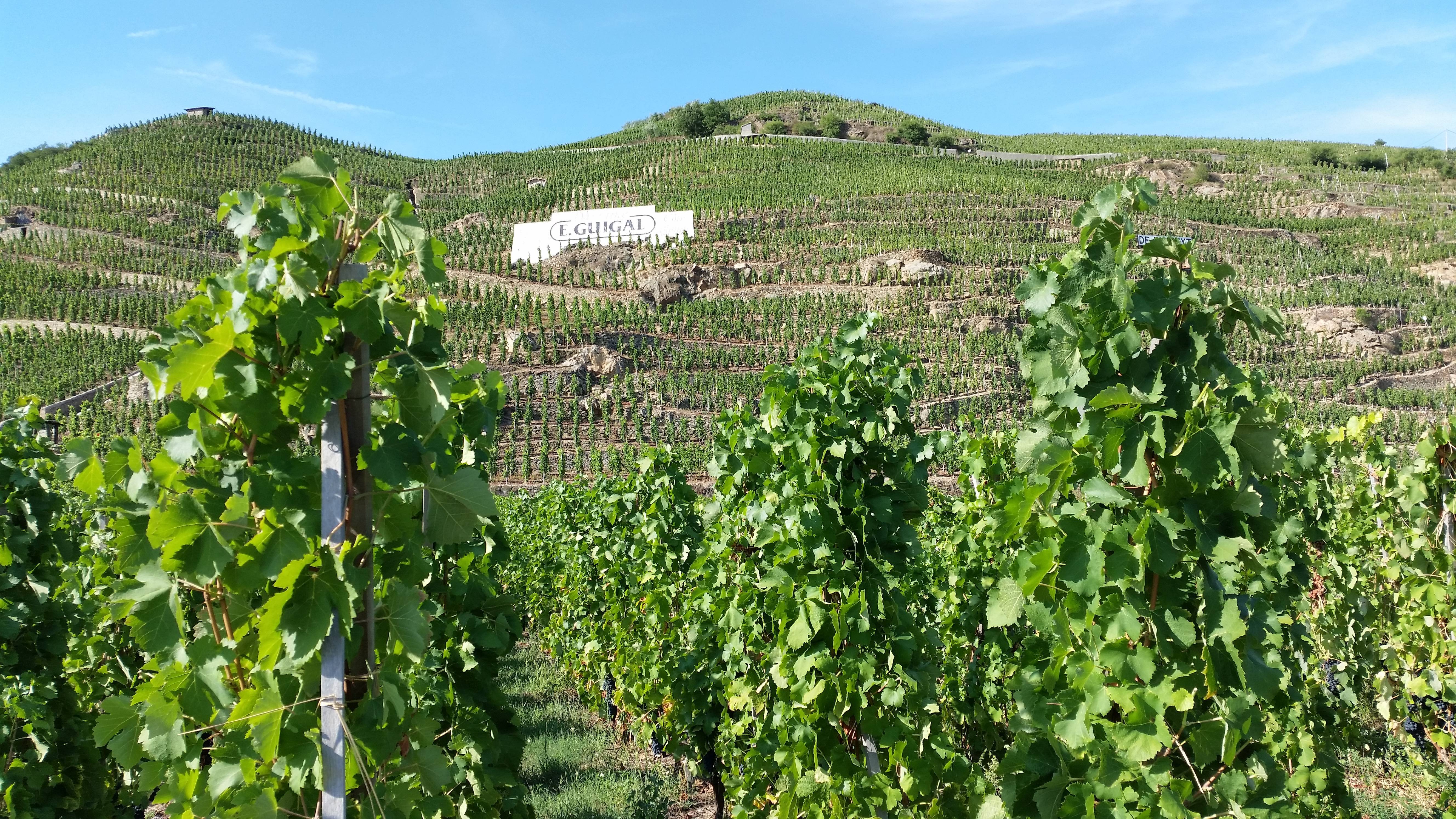 Côte-Rôtie