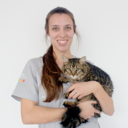 Vetmedis Vetmedis