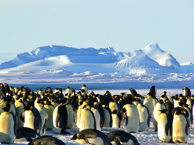 New Year in every continent - Antartica