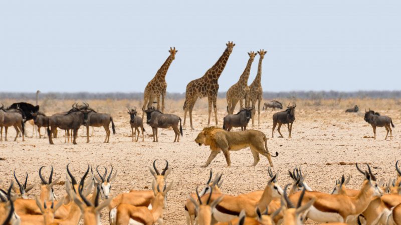 africa-1170179