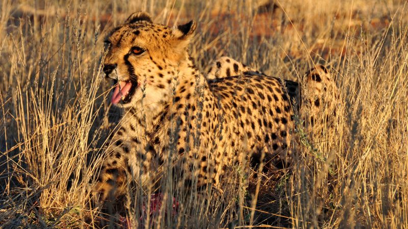 cheetah-1170153