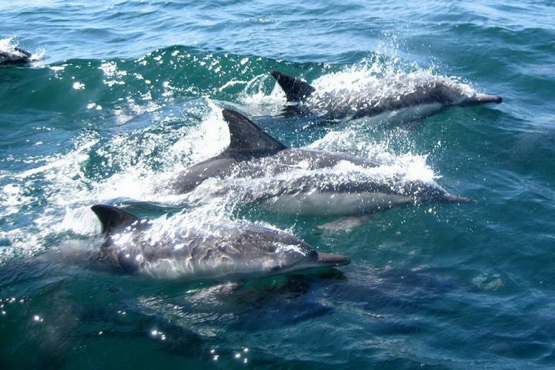 dolphins-327051