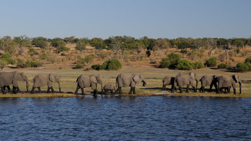elephant-1653016