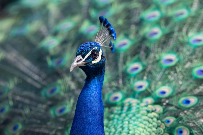 Peacock | Incentive Travel