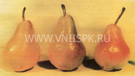 Сорт груши вильямс