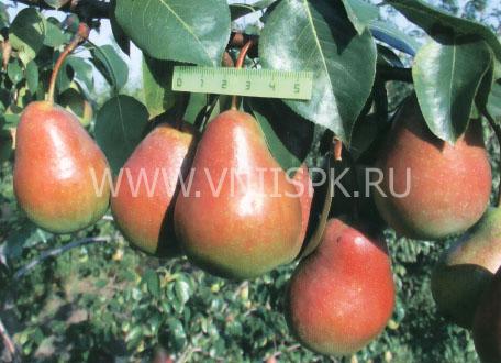 Характеристика груши сорта ника