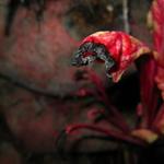 IMG_0976