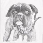 Cofee-boxer