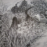 orel-kresba-002
