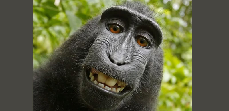 Gorilla