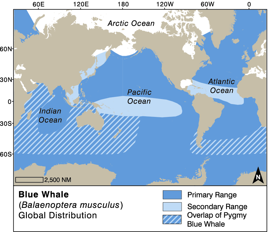 Blue Whales Habitat Unlikely Partnership In Sri Lanka Works To