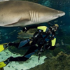 Inmersion_con_tiburones_barcelona_100x100