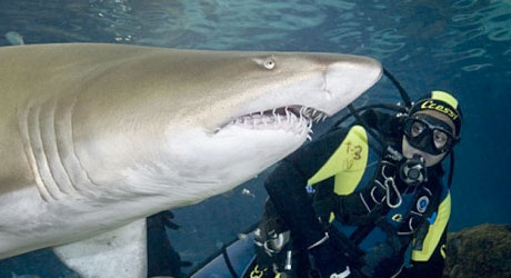 Inmersion_con_tiburones_barcelona_460x250