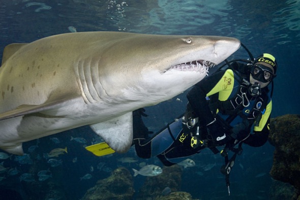 Inmersion_con_tiburones_barcelona_pic1_590x393