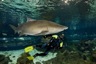 Inmersion_con_tiburones_barcelona_pic2_96x64