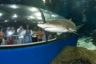 Inmersion_con_tiburones_barcelona_pic3_96x64