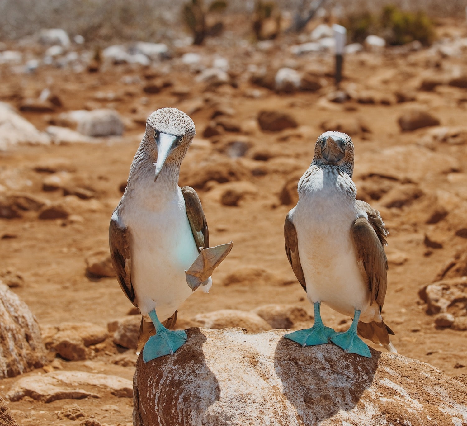 Blue-Footed Boobies on Hood (Española) Island