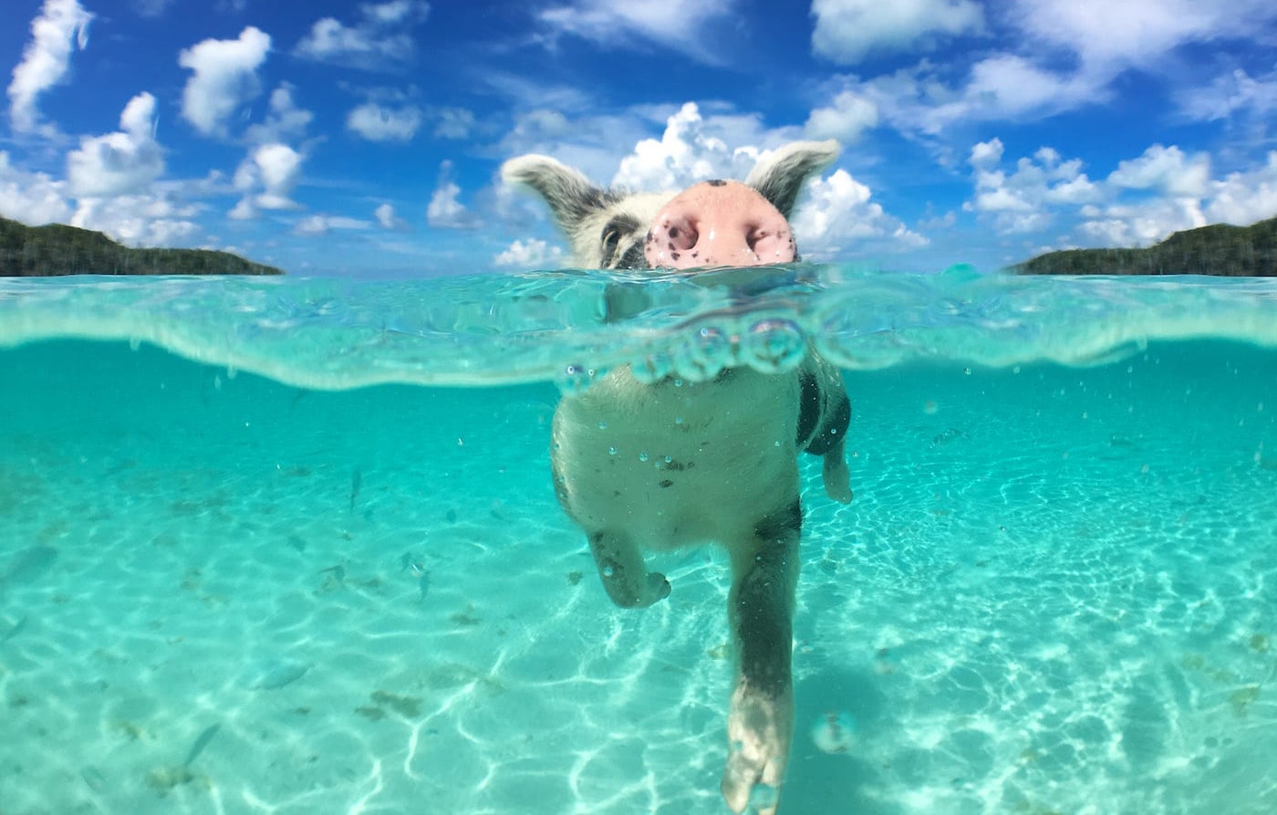 Caribbean yacht charter: Swimming pigs in the Exumas · Bahamas