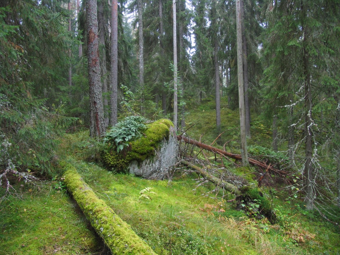 Pukala-Punkaniemi | 100 luontohelmeä