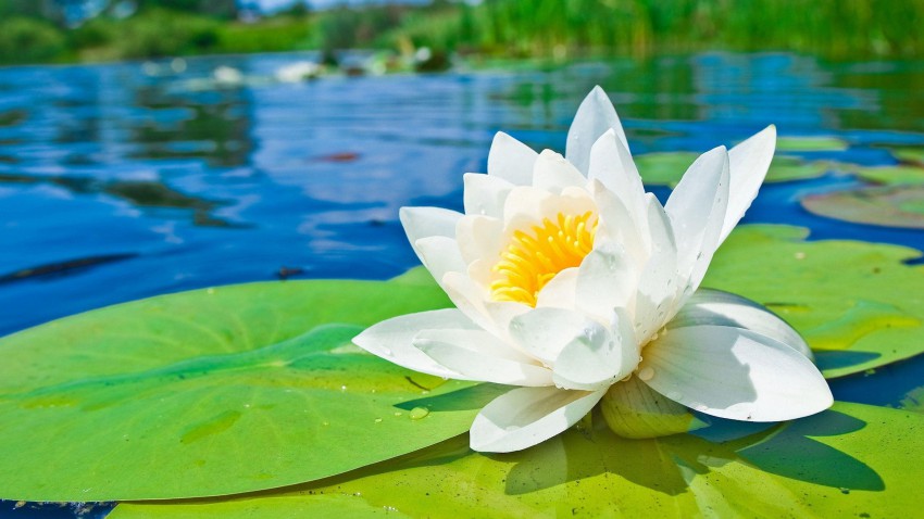 The Perfect Gift For A July Birthday Waterlily Flowers In Dubai