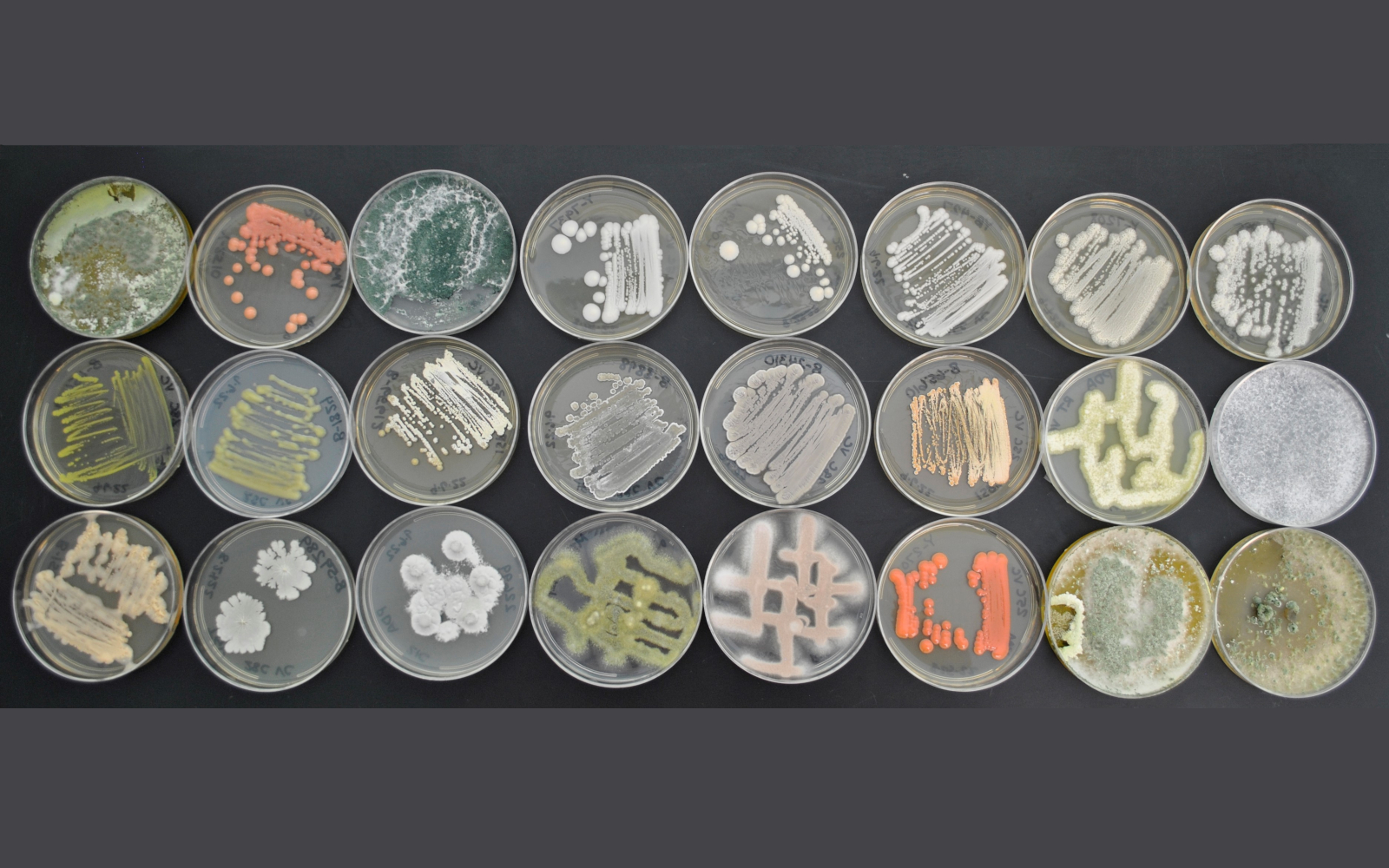 ARS Culture Collection banner