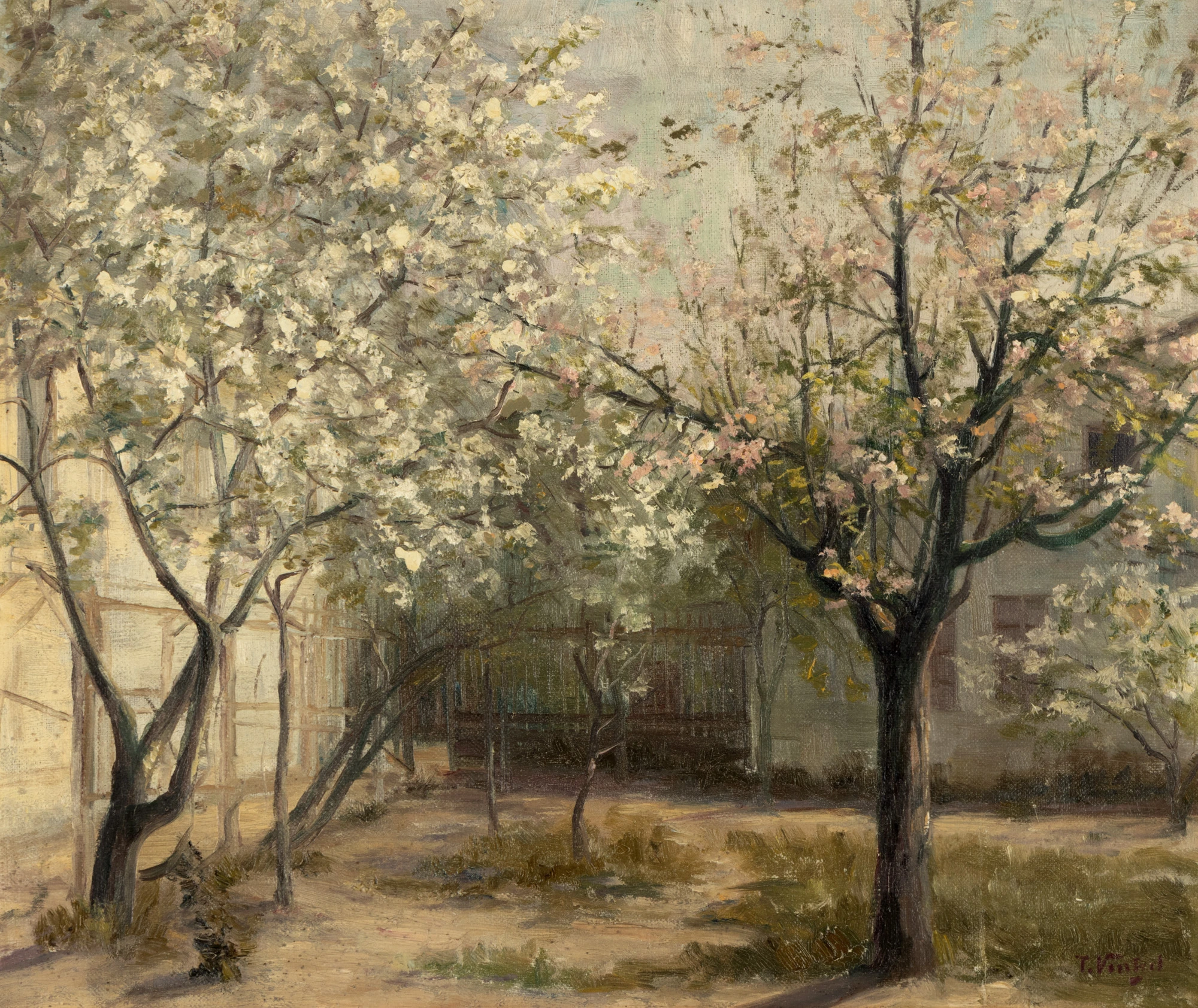 Magnolii