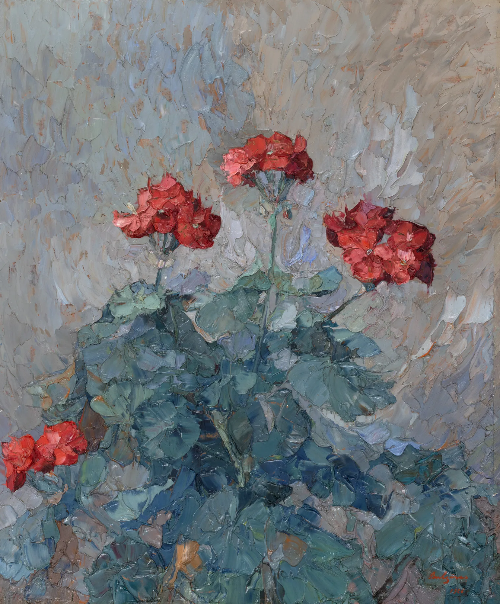 Geraniums