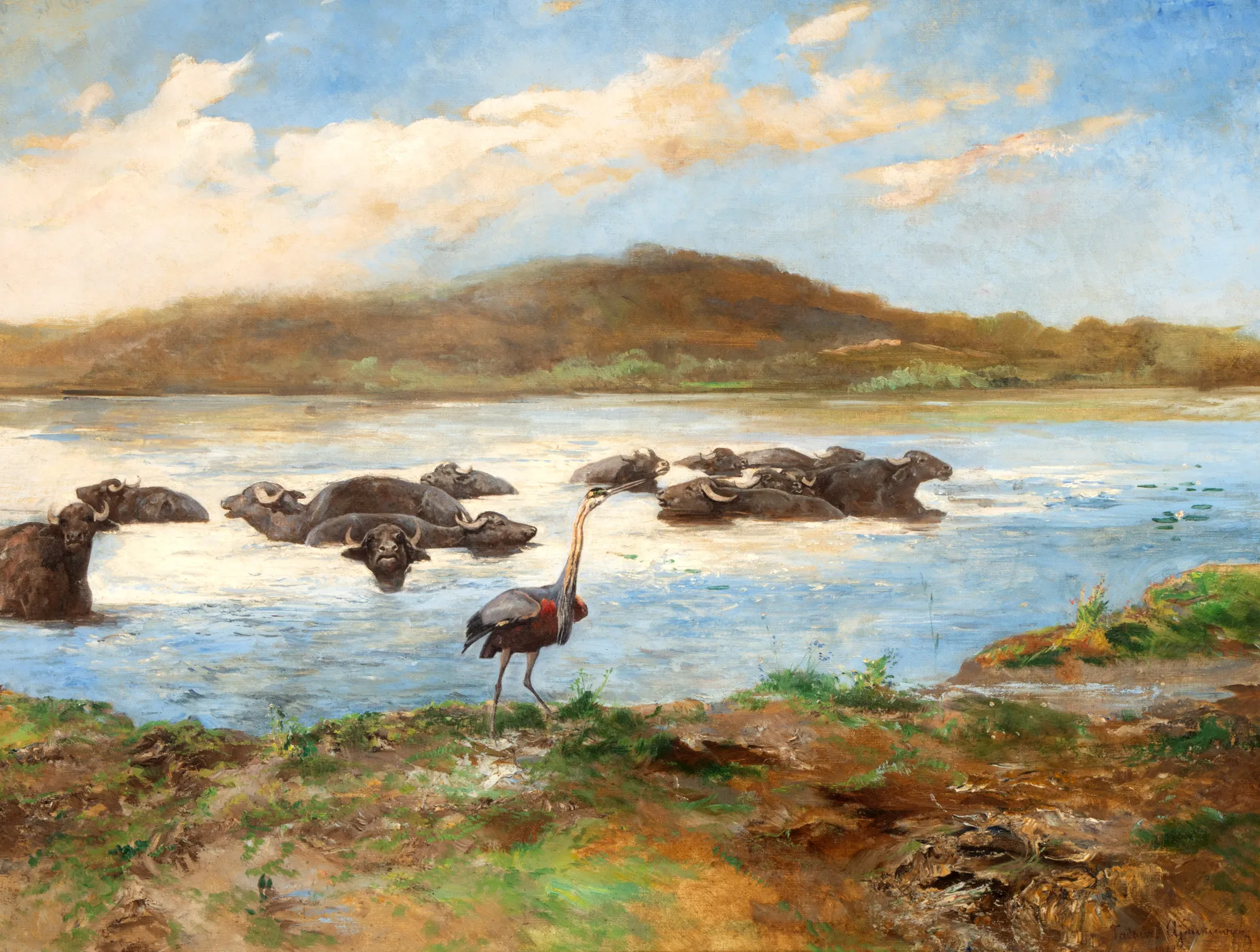 Buffaloes at the River