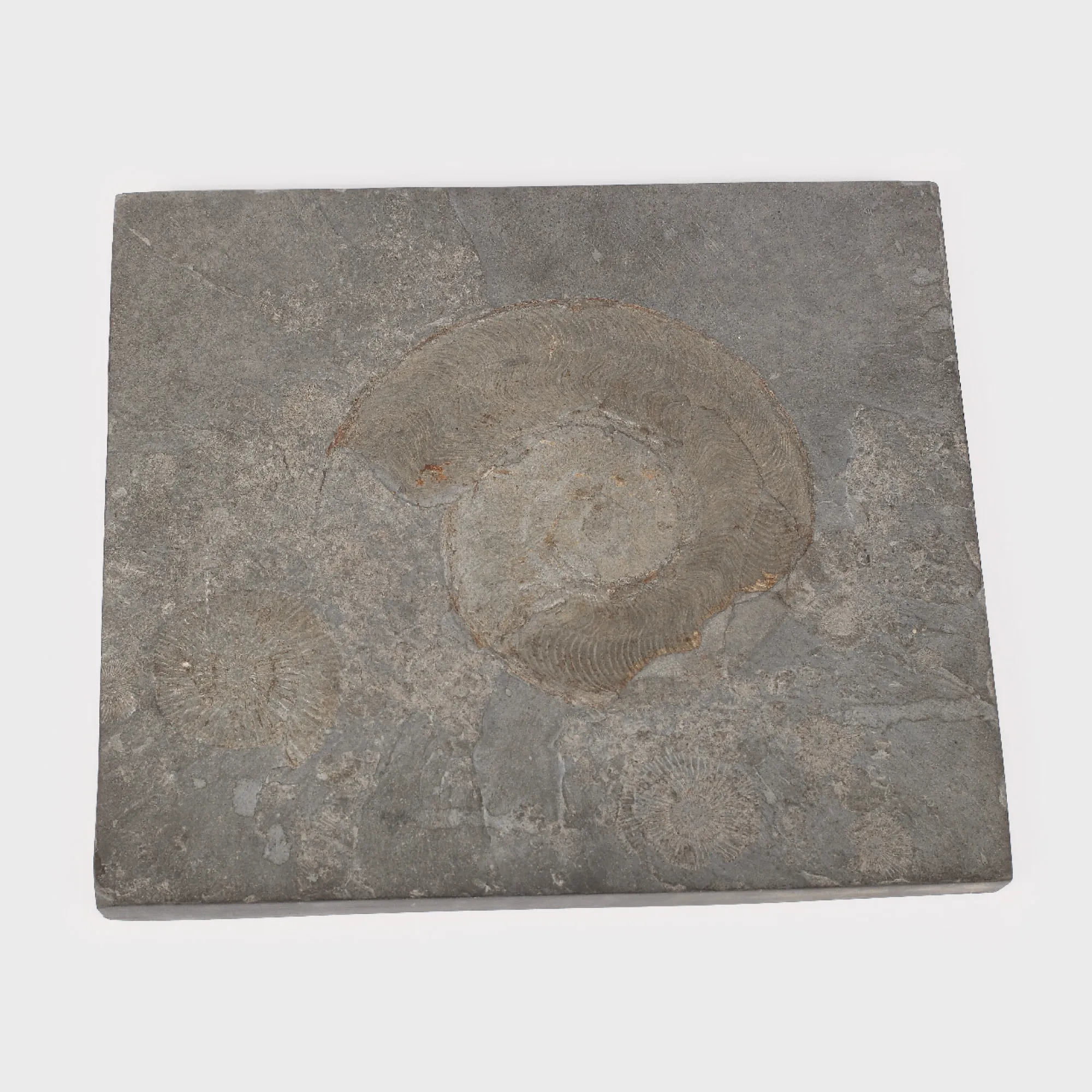 Placă decorativă, cuprinzând secțiune prin cochilia unui cefalopod din Jurassic (Harpoceras exparatos)