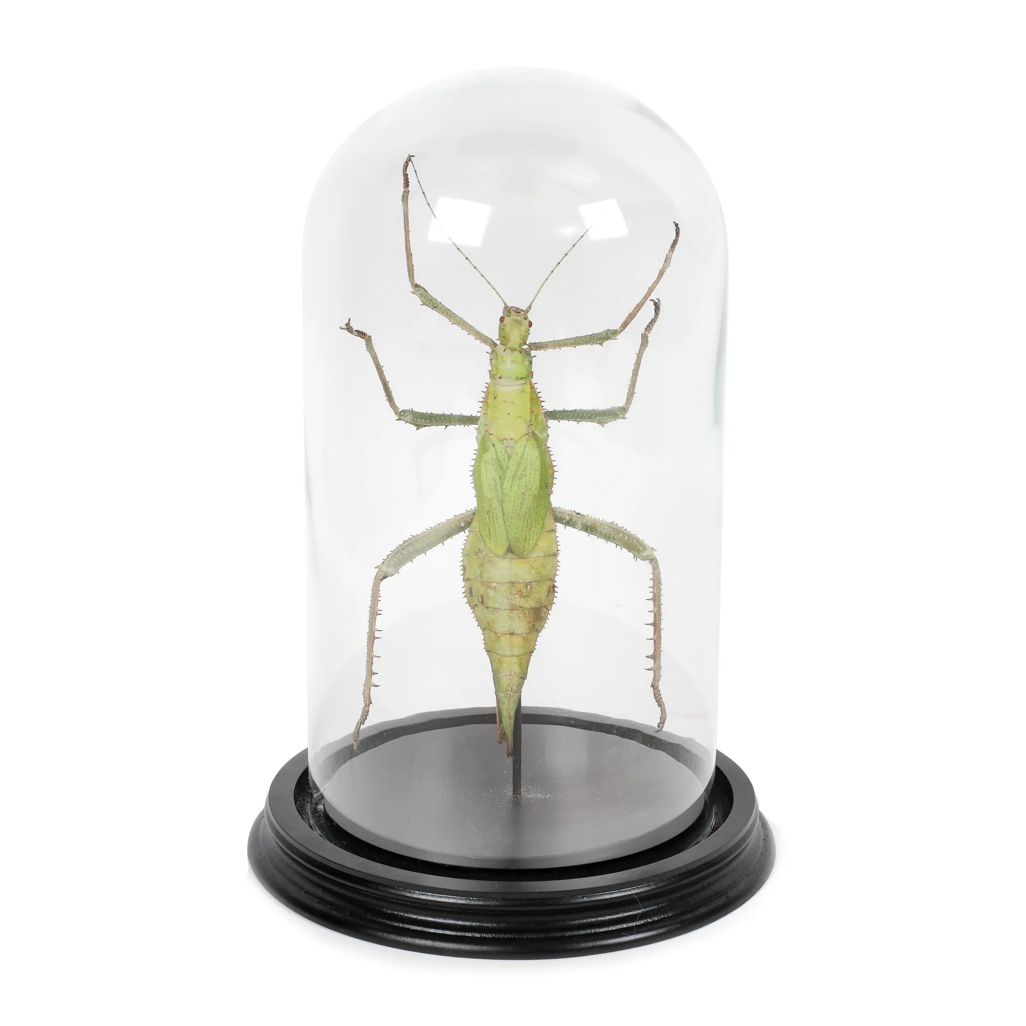 Interesant specimen de ”Melanoplus spretus” (lăcustă gigant), provine din colecția Jean-Philippe Guilbert