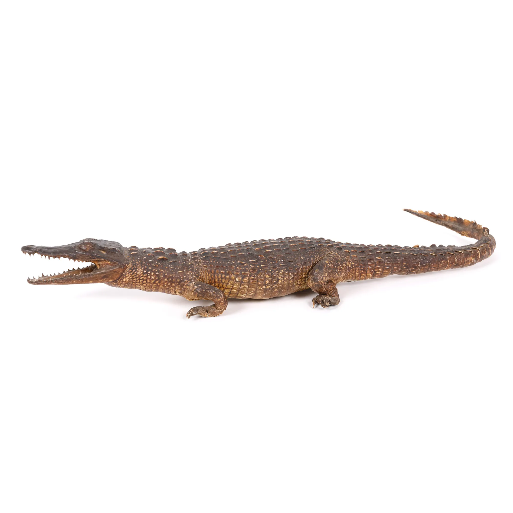 Frumos specimen de Crocodylus Niloticus (Crocodil de Nil)