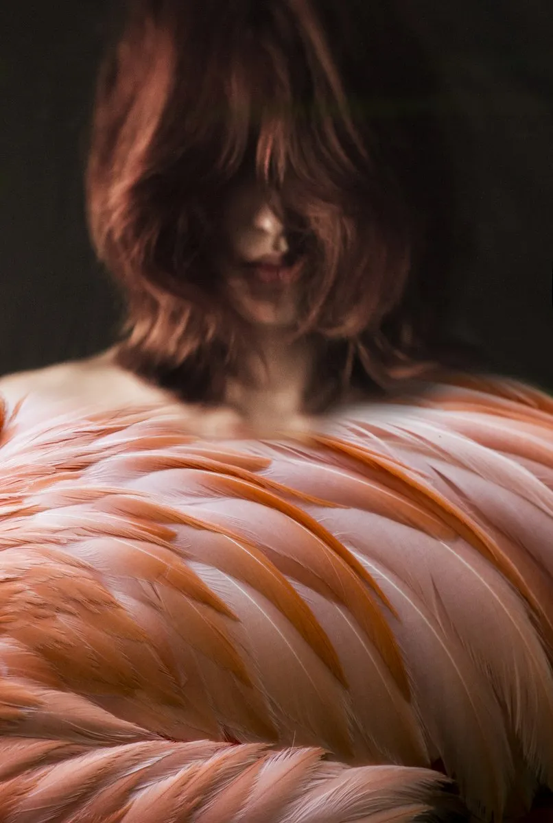Les Plumes Ne Font Pas L'Oiseau