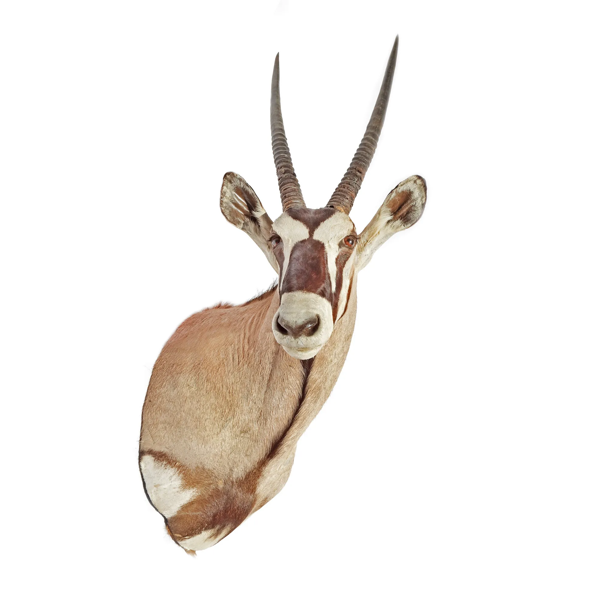 Oryx antelope trophy, with long pointed antlers, from the collection Jean-Philippe Guilbert