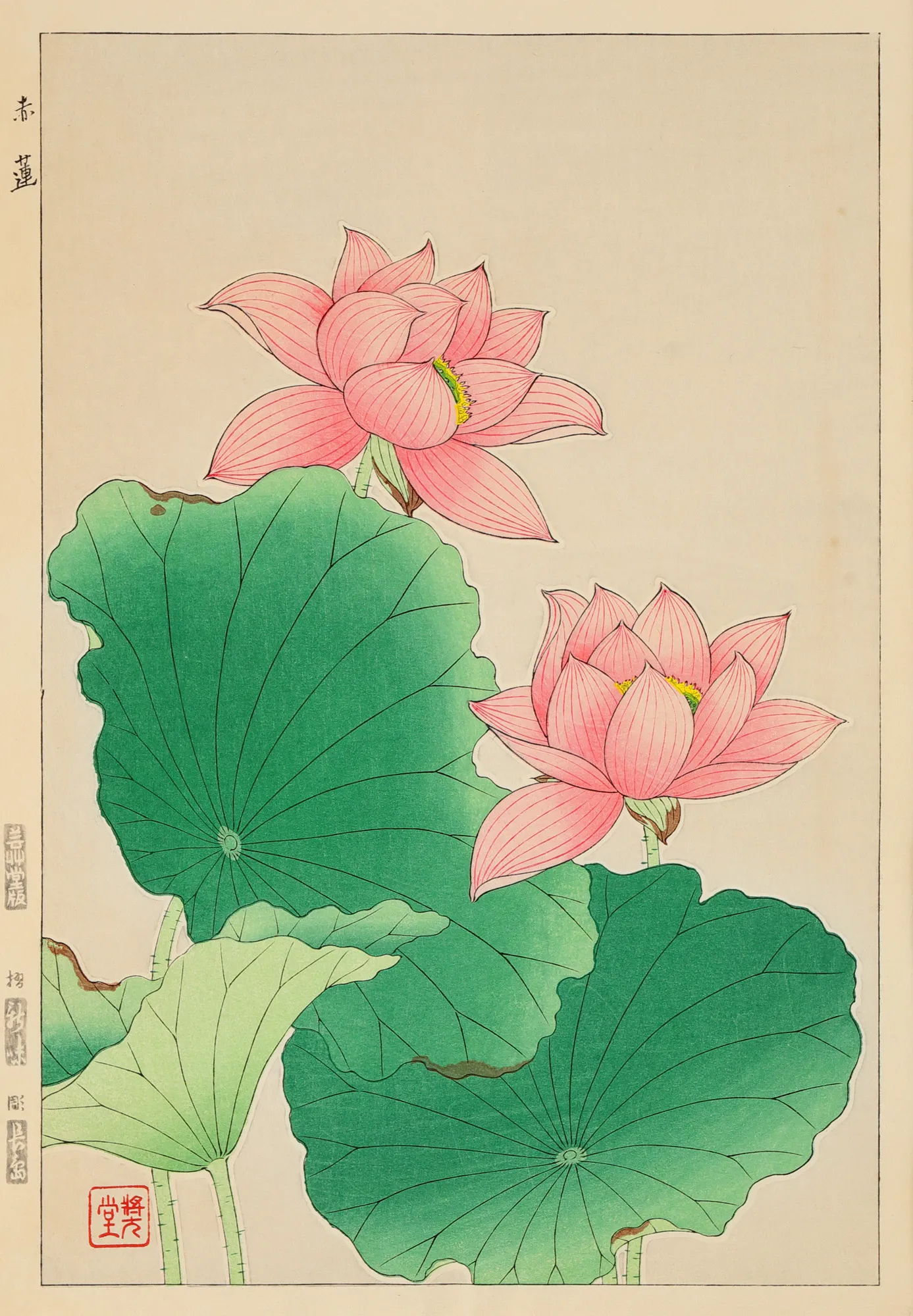 Flori de lotus
