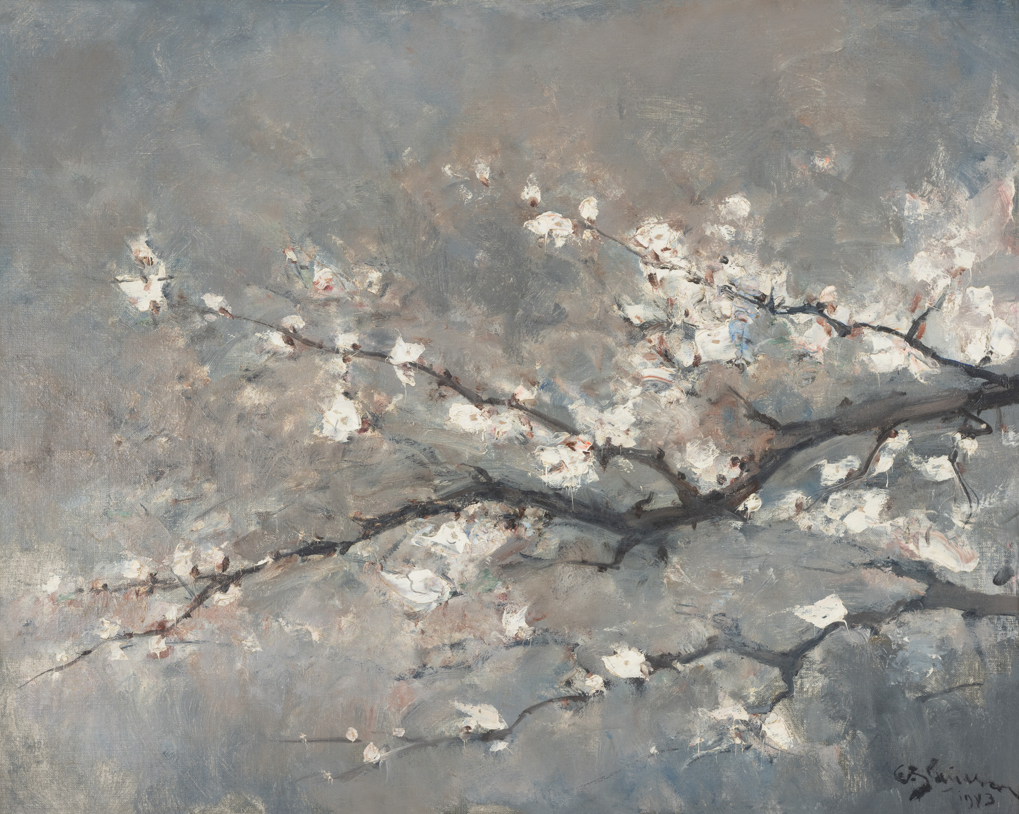 Cherry Blossoms
