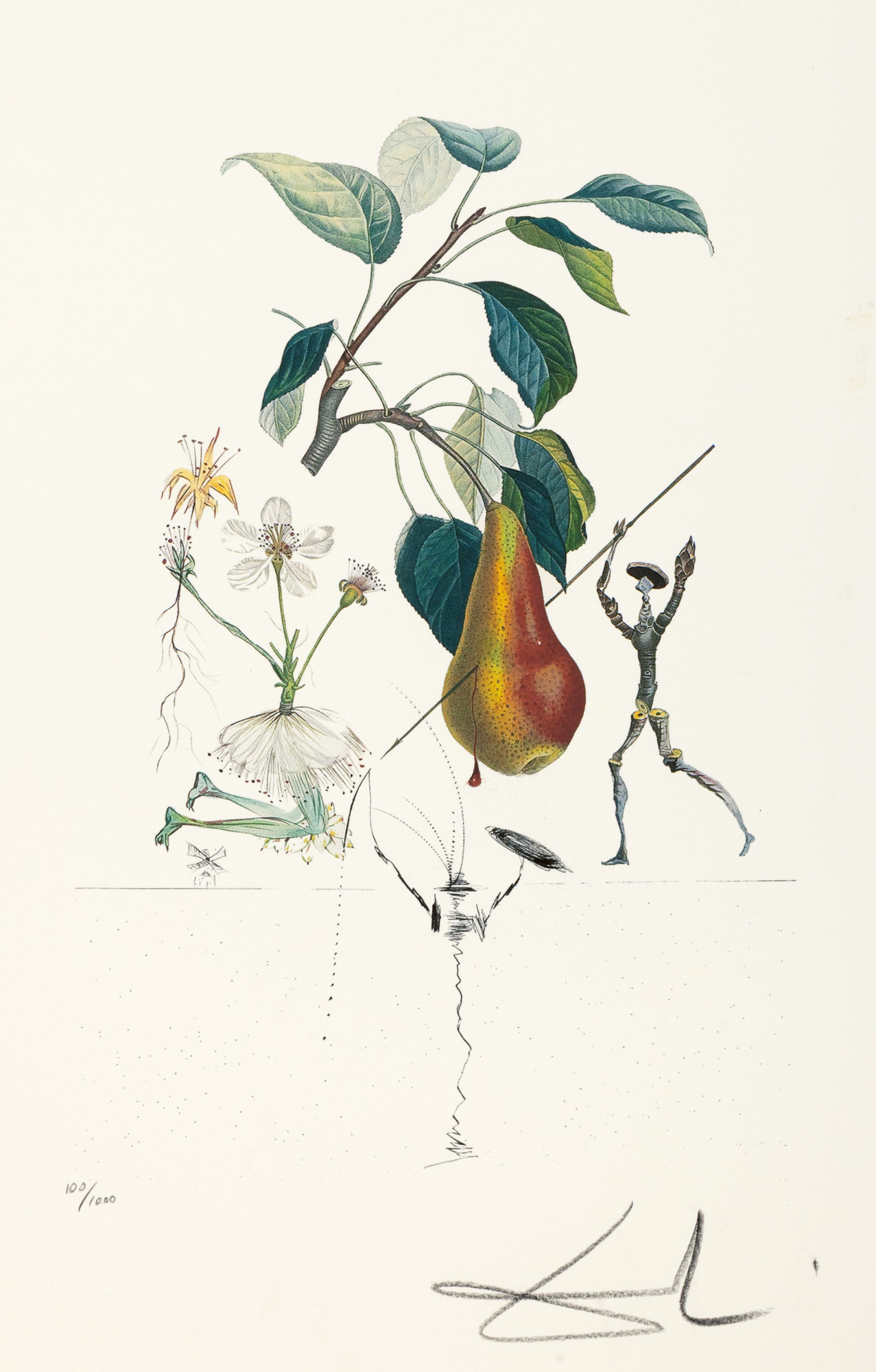Poire Don Quichotte