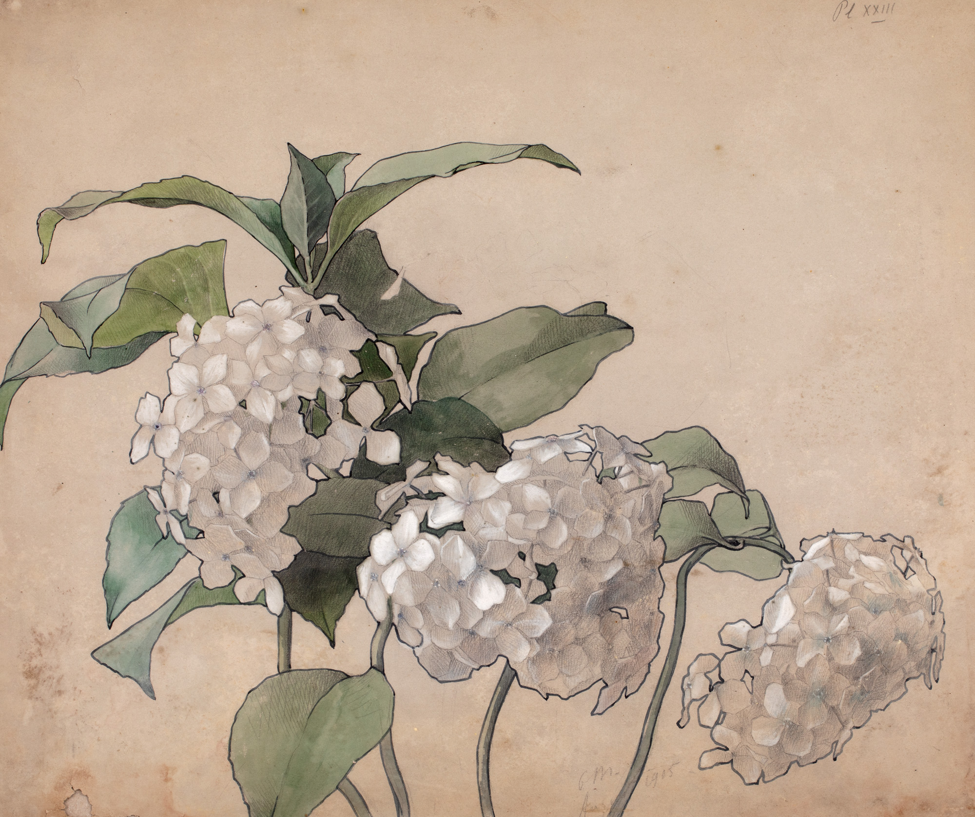 Hydrangeas