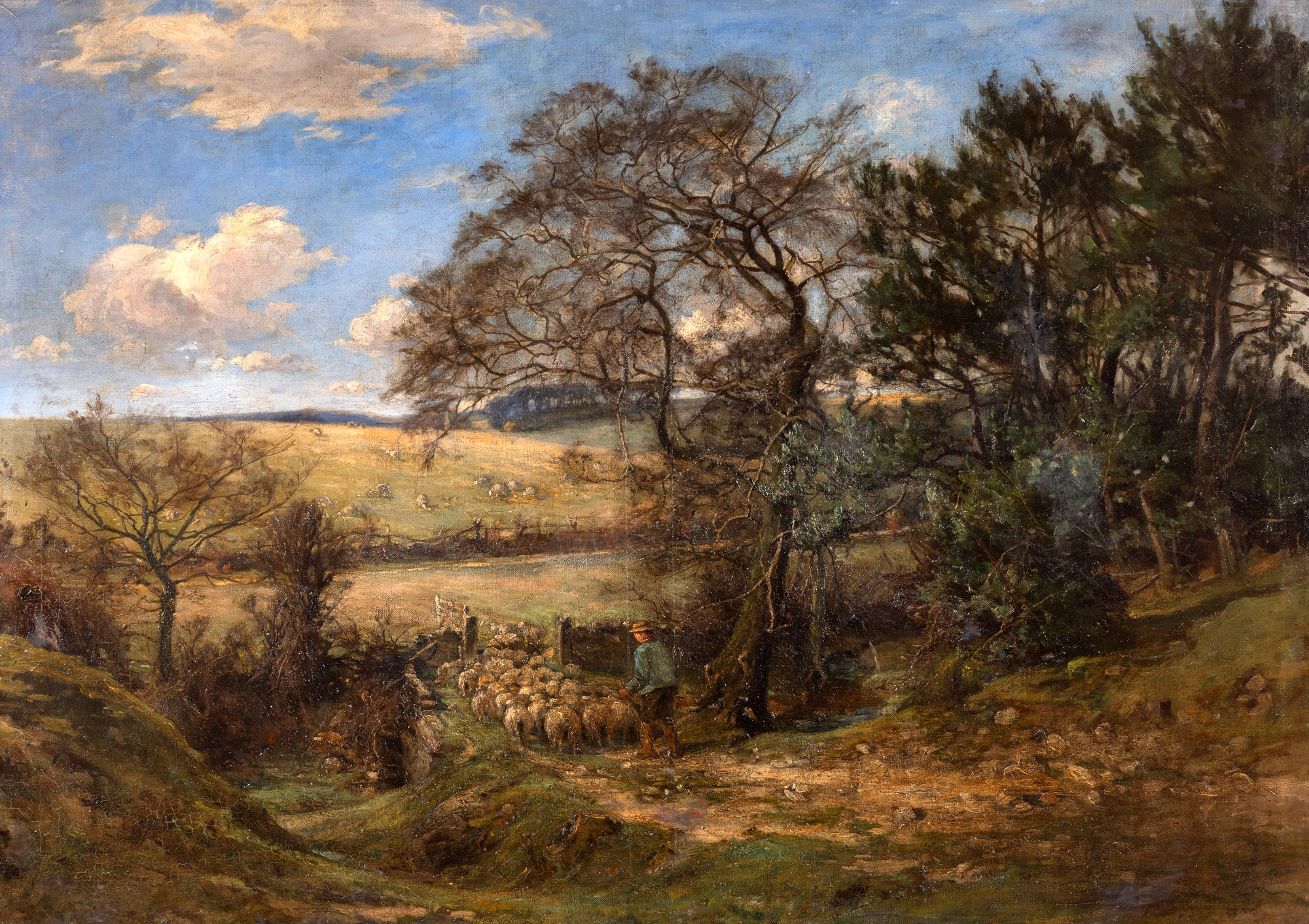 Sheep Grazing