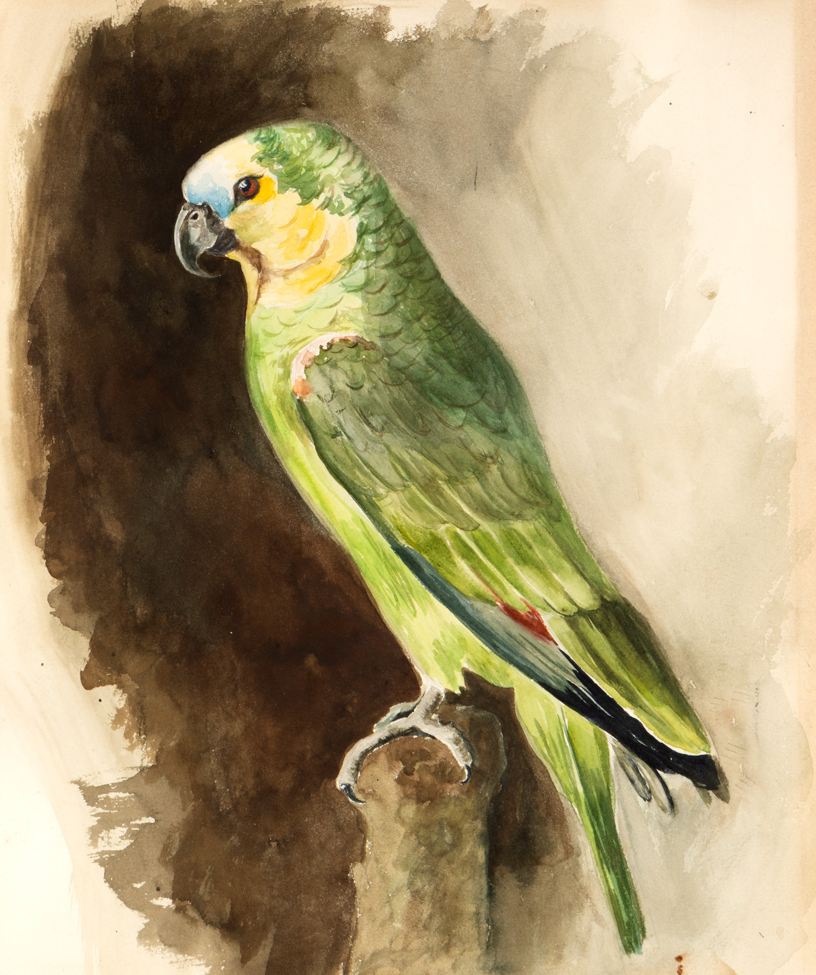 Parrot