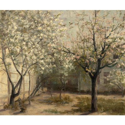 Magnolii