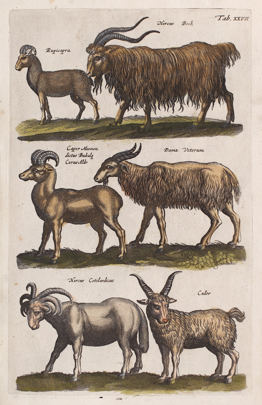 Gravură reprezentând specii de capre, extras din "Historia Naturalis", Amsterdam, 1657